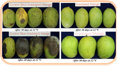 X-ray irradiation of mango for phytosanitary and shelf-life extension research