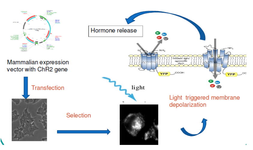 Schematic representation of the optogenetics approach for light-induced hormonal release from cells