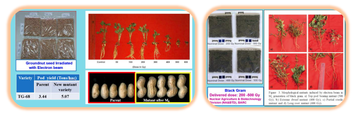 Electron beam produced mutant variety of TG-68 ground nut and novel mutants of black grams under study