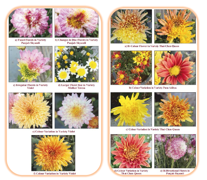 Electron beam induced variation in ornamental flowers (Chrysanthemum varieties)