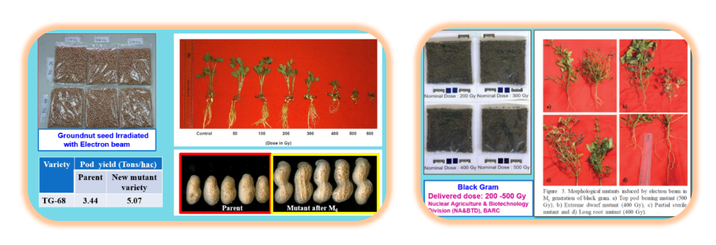 Figure-5:Electron beam produced mutant variety of TG-68 ground nut and novel mutants of black grams under study