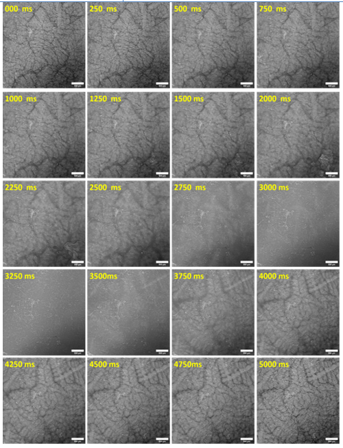  Real time evolution of dendrite in Al-Cu alloy  for observance of dendrite formation  in the directional solidification experiment 