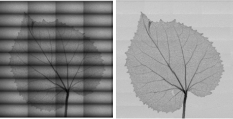  Scanned ROIs of large samples leaf and stitched complete images
