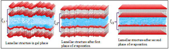 Evaporation induced evolution of lamellar structure at different stage of drying.  The SAXS profiles of the powder and SDS gel after completion of drying process sample are shown for comparison. The swelling of SDS gel appears to be reversible process [1].