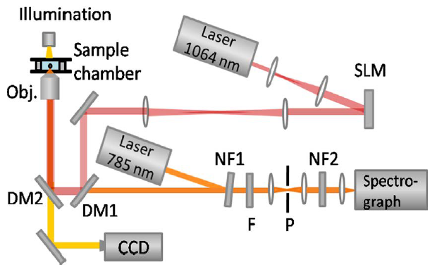 Schematic of Raman optical tweezers