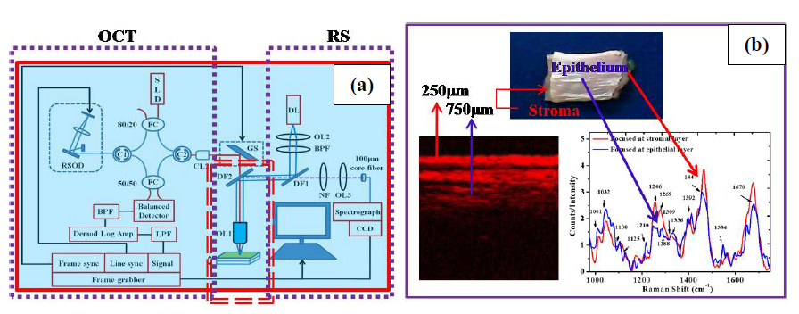 (a) The schematics of the combined Raman-OCT system developed at LBAD (b) the OCT image of a two layered biological tissue along with the Raman spectra of different tissue layers. Ref: Journal of Biophotonics, 7, 77-85, (2014). https://doi.org/10.1002/jbio.201200208
