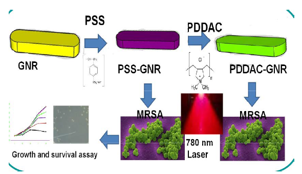 Schematic representation of photothermal induced anti-bacterial effect of ployelectrolyte coated gold nanorods (PSS-GNRs and PDDAC-GNRs)