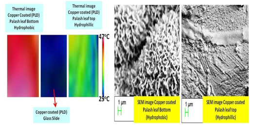 Figure 1. (a) The thermal image of Copper coated on two sides of Palash leaf and also bare Cu film of glass slide.  (b) SEM image of Copper coated on bottom shows abundant nanograss like structure and top surface of Palash leaf does not show any nanograss like structure.