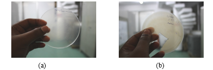 Fig ii. Prepared films of (a) PVDF and (b) P-LT/PVDF