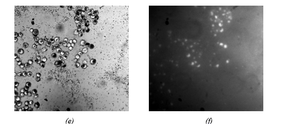 (e) Bright field and (f) fluorescence image of HaCat cells using Zn3Ga1.99Ge2O10:Cr0.01 nanoparticles.  [Proc. NLS-32 (2024) RRCAT Indore]
